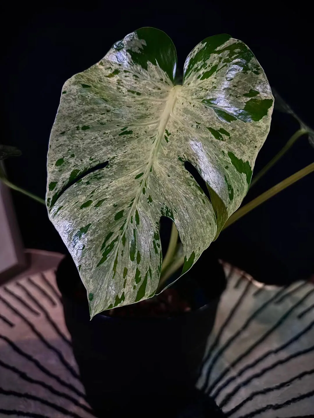 monstera bulbasaur5