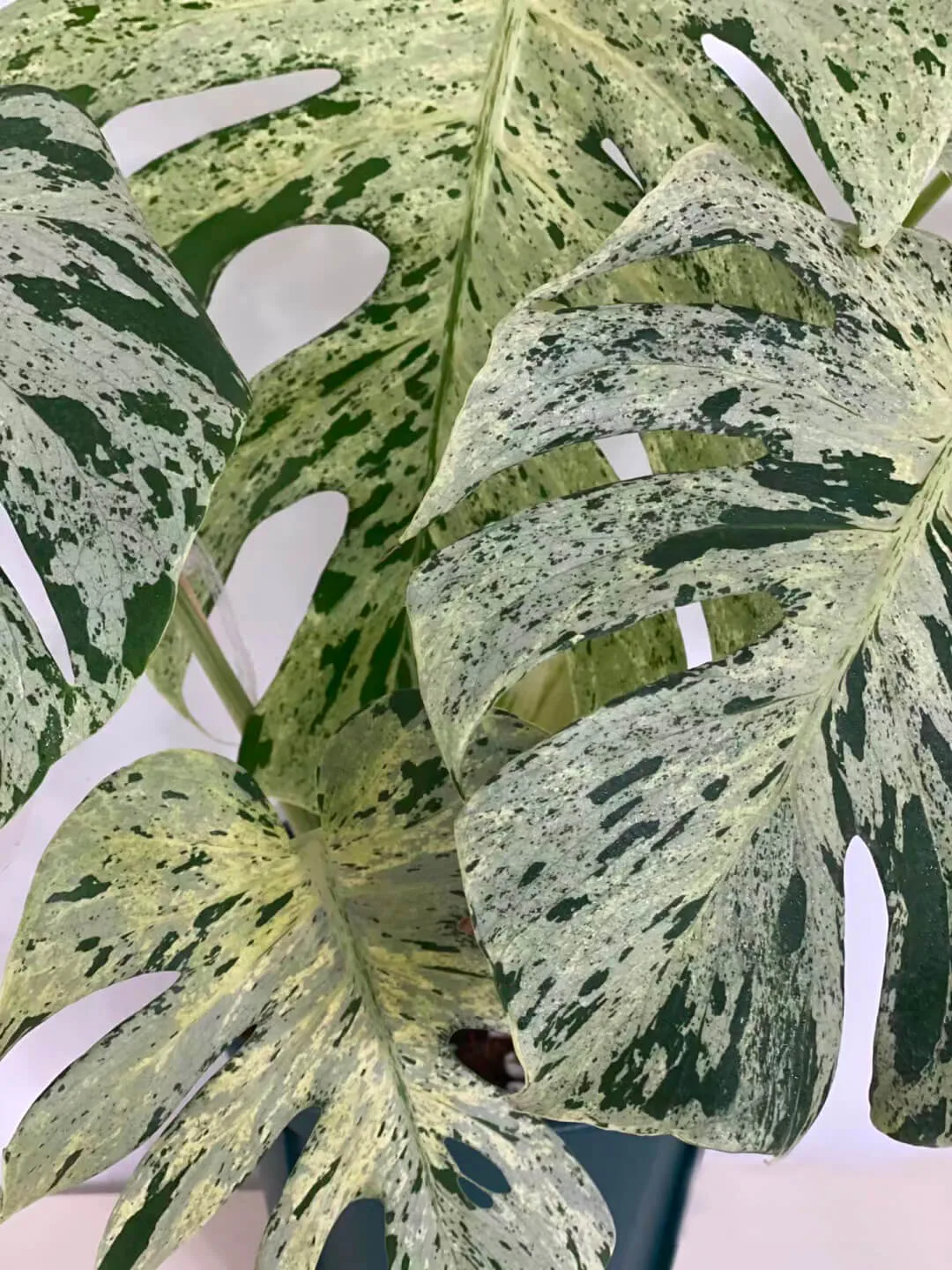 monstera bulbasaur6