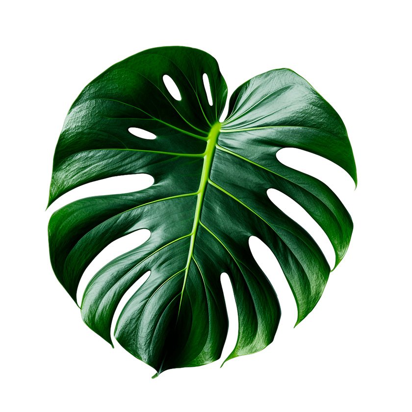 monstera categorie1