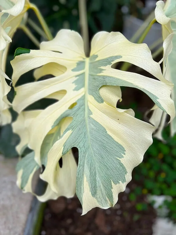 Monstera Albo Variegata Large Form