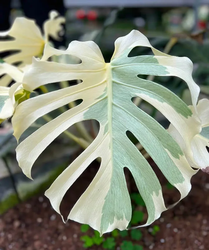 Monstera Albo Variegata Large Form