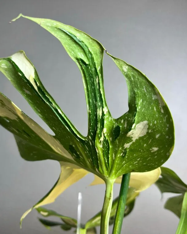 Monstera Medusa à vendre