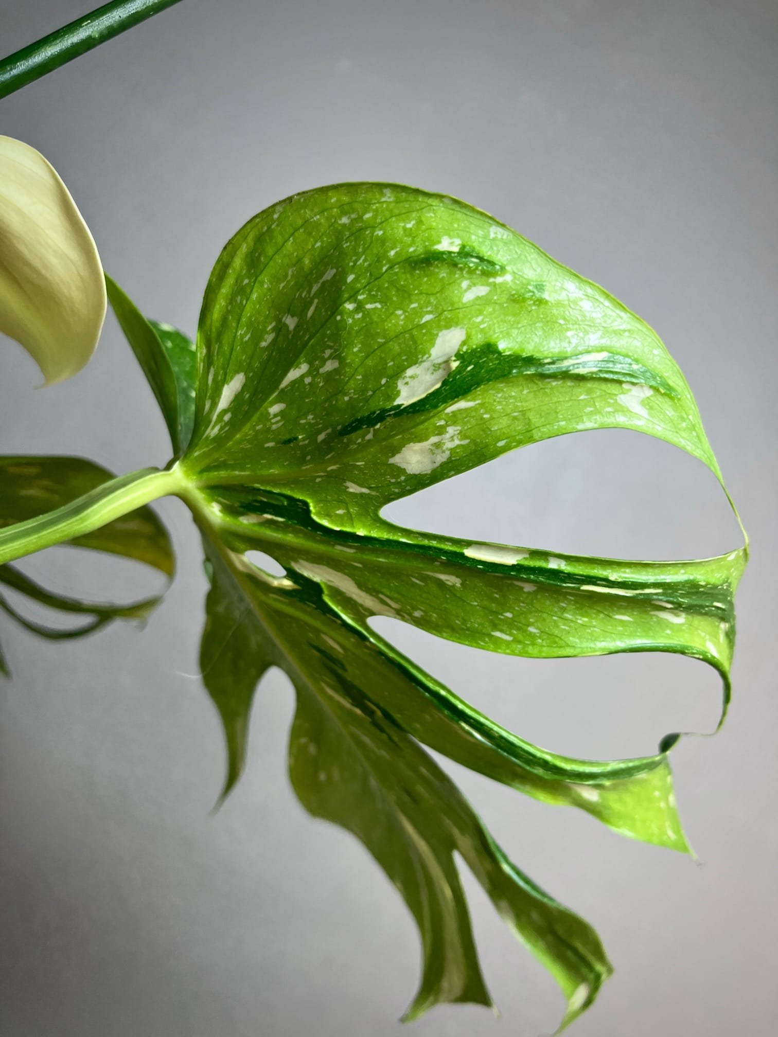 Monstera Deliciosa Medusa 4 Monstera Deliciosa Medusa â Image 4