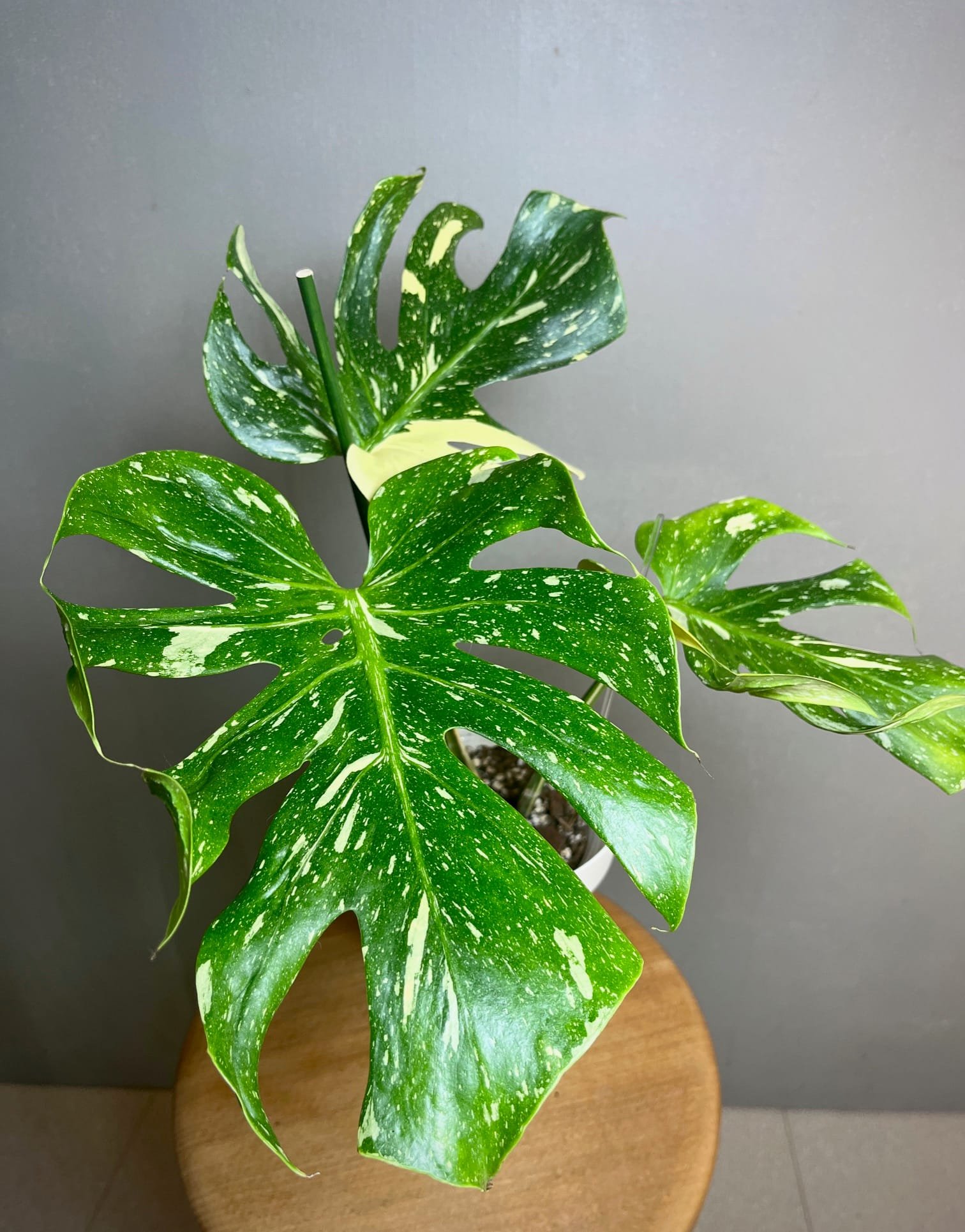 Monstera Deliciosa Medusa 5 Monstera Medusa Ă vendre