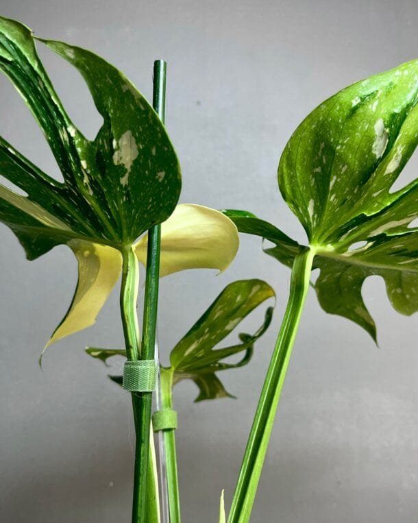 Monstera Medusa à vendre