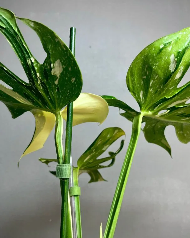 Monstera Medusa à vendre