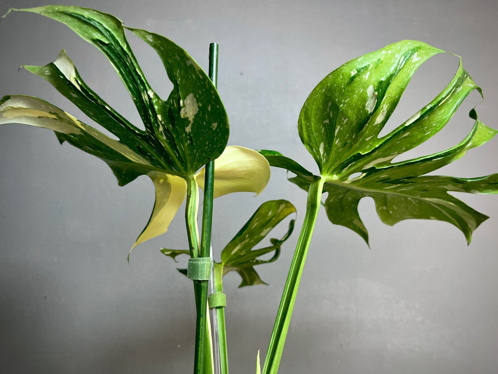 Monstera Deliciosa Medusa 2 Monstera Medusa Ă vendre