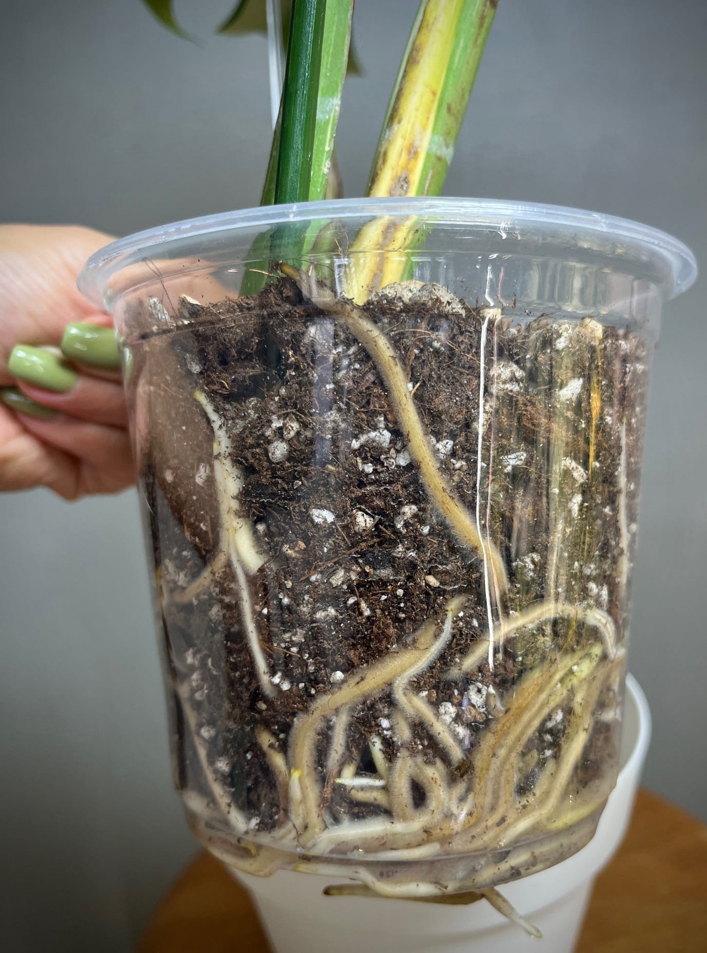 Monstera Deliciosa Medusa 7 Monstera Medusa Ă vendre