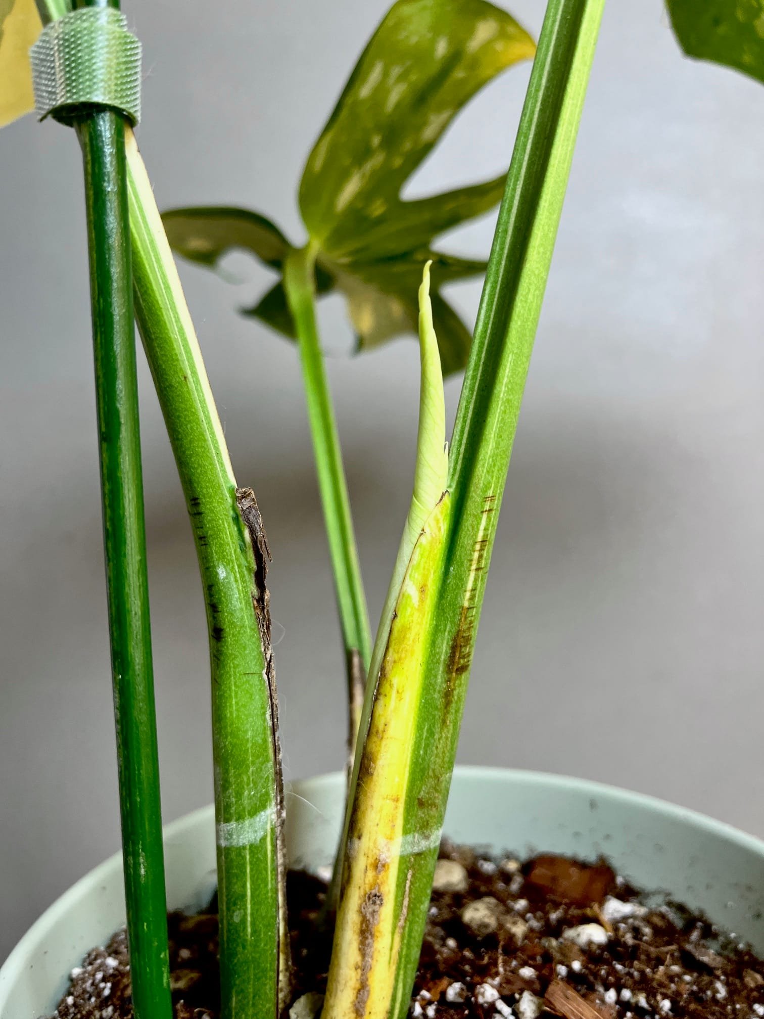 Monstera Deliciosa Medusa 6 Monstera Medusa Ă vendre