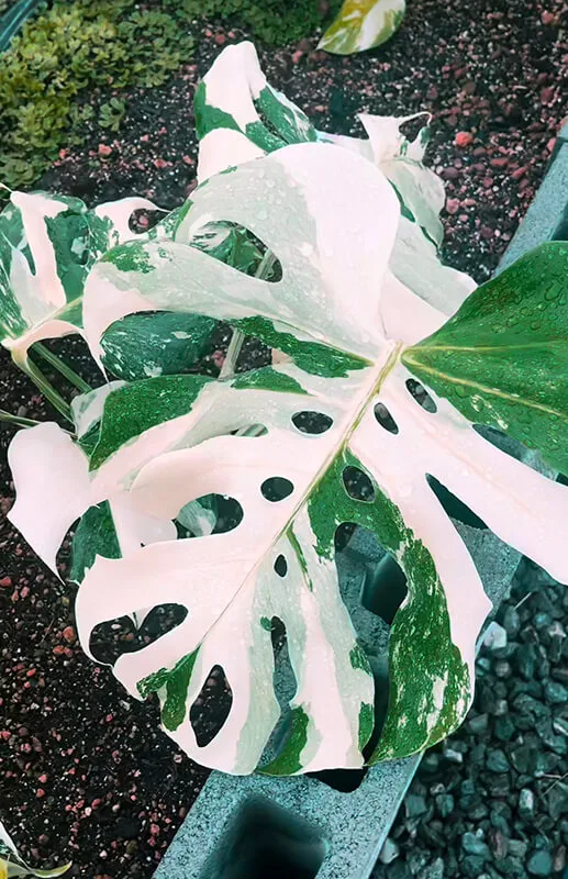 Monstera Albo Variegata Large Form