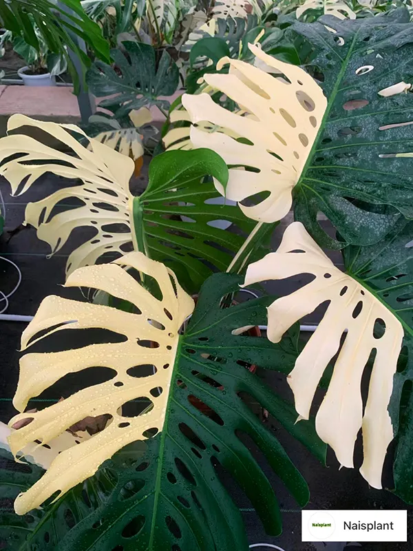 monstera variegata large form