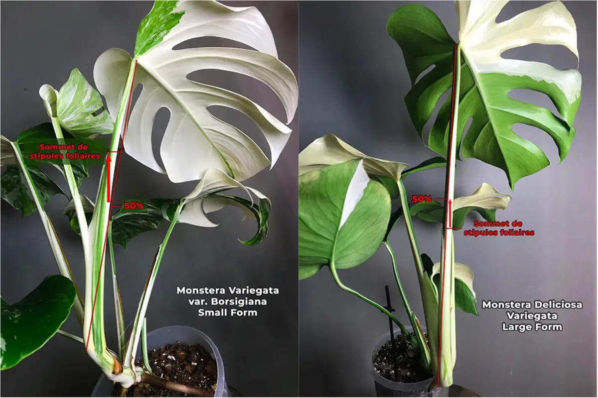 Monstera Albo Variegata Large Form