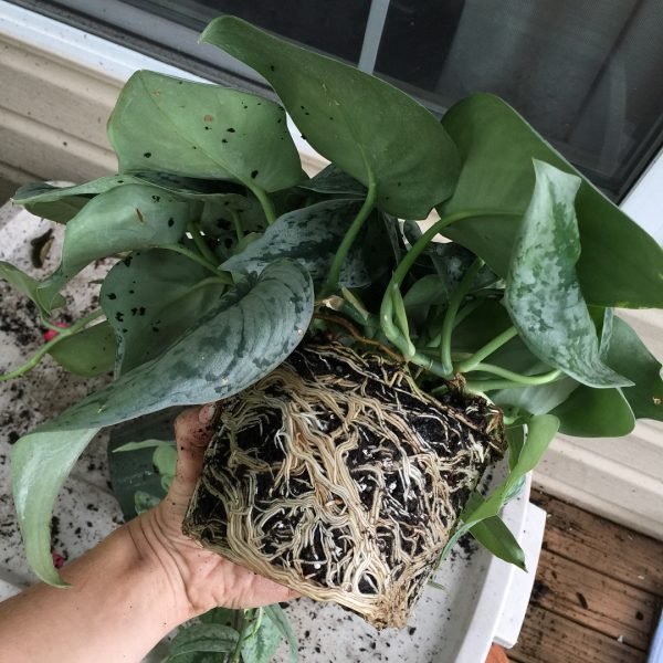 Comment rempoter sa Monstera Variegata?