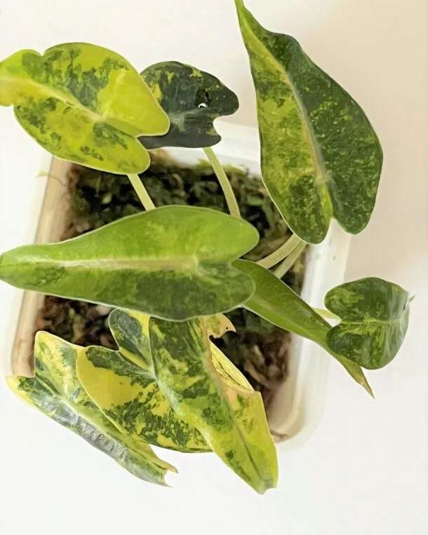 sabrine.augier@yahoo.fr 450909820 2531556640368151 2447953997919439963 n